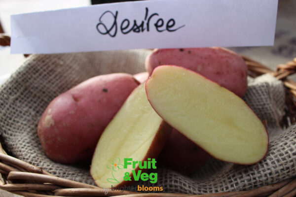 Seed Potato Desiree