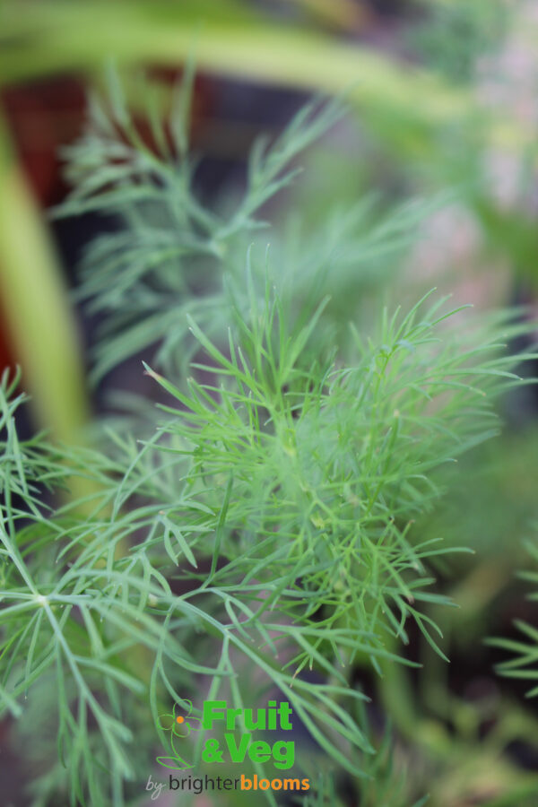 Dill Domino (Herb)