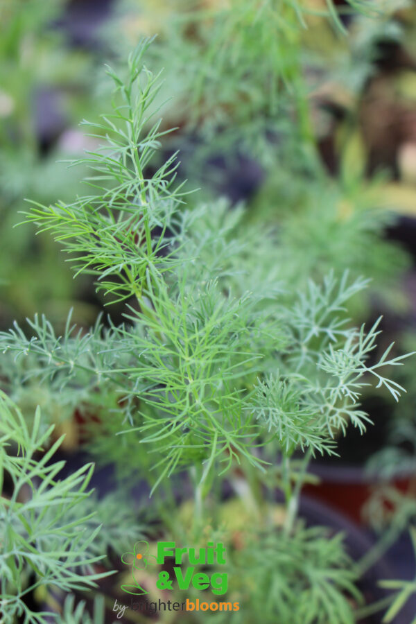 Dill Domino (Herb) - Image 4