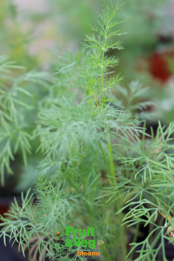 Dill Domino (Herb) - Image 3