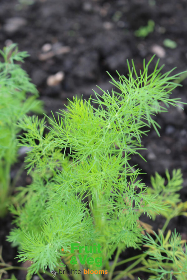 Dill Domino (Herb) - Image 2