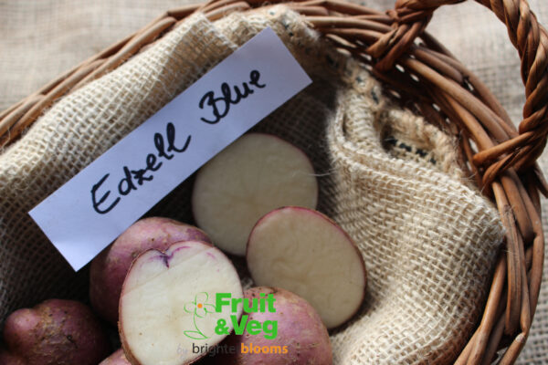 Seed Potato Edzell Blue - Image 3