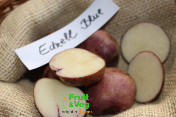 Seed Potato Edzell Blue