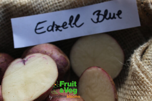 Seed Potato Edzell Blue - Image 5