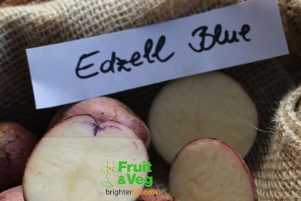 Seed Potato Edzell Blue - Image 4