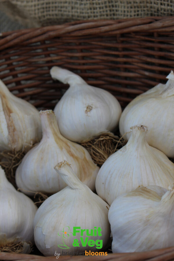 Garlic Solent Wight - Image 2