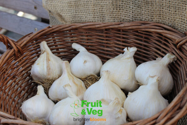 Garlic Solent Wight - Image 3