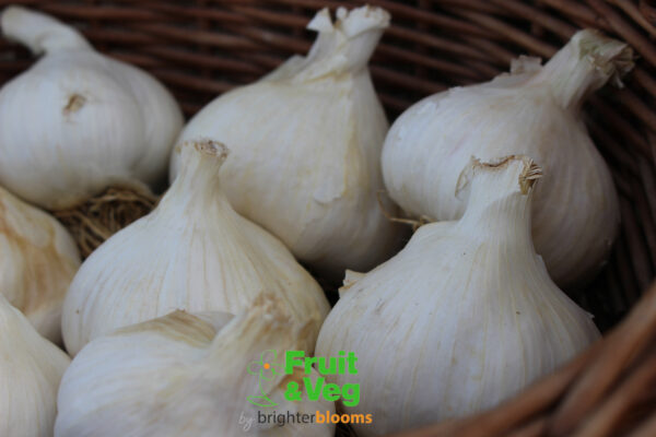 Garlic Solent Wight - Image 5