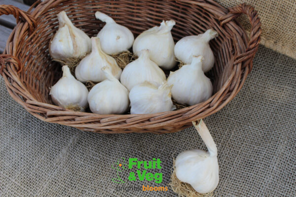 Garlic Solent Wight - Image 6