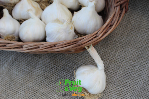 Garlic Solent Wight