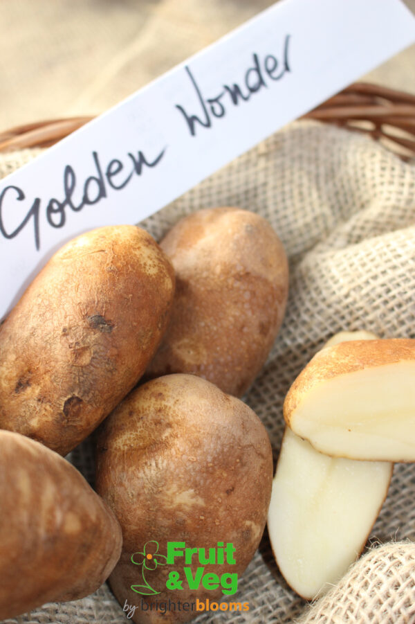 Seed Potato Golden Wonder (Organic) - Image 4