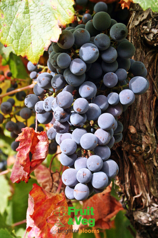 Grape Vine Booskoop Glory