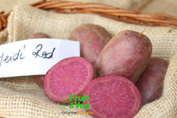 Seed Potato Heidi Red (Organic) - Image 5