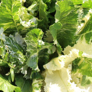 Perennial Vegetables