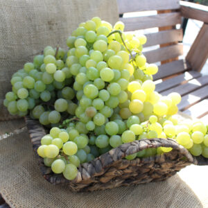 Grape Vines