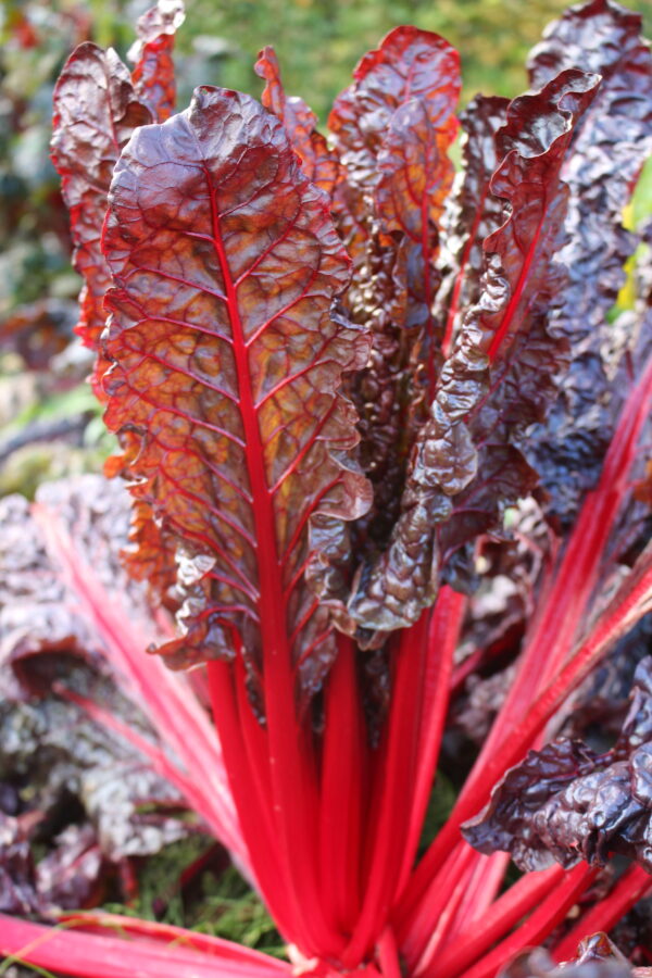 Chard Bright Lights/Rainbow Mix - Image 7