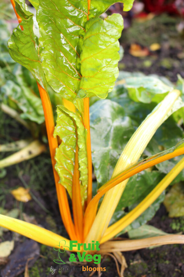 Chard Rainbow Mix - Image 3