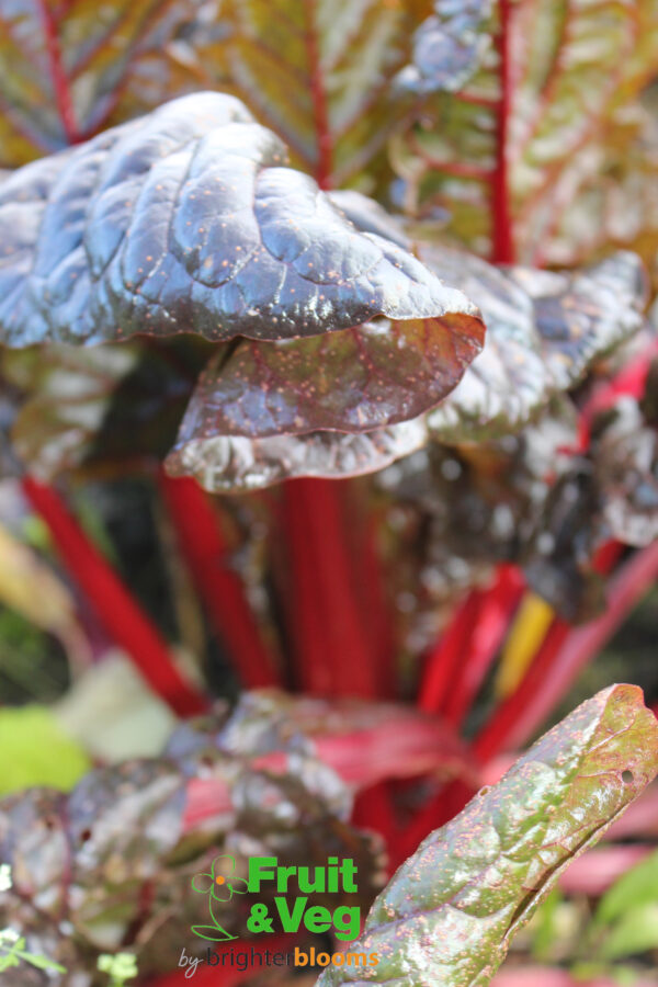 Chard Rainbow Mix - Image 2