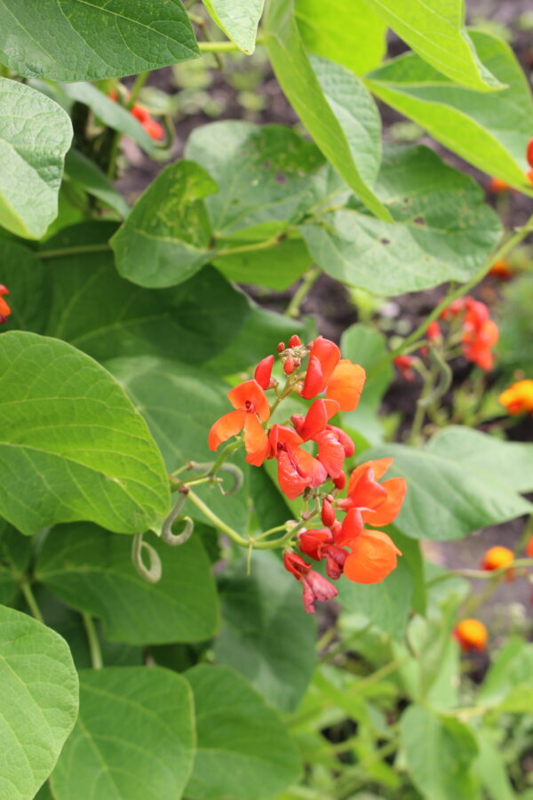 Runner Bean Scarlet Emperor
