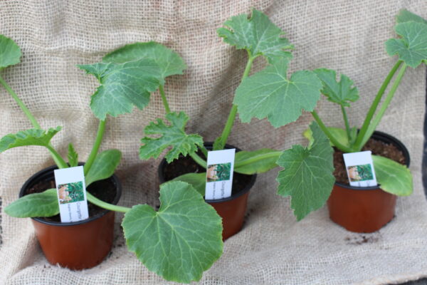 3 Courgette Safari - Image 3