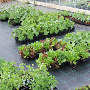 Veg Plants