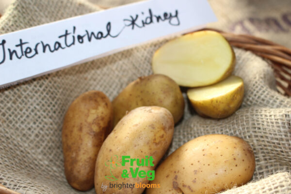 Seed Potato International Kidney