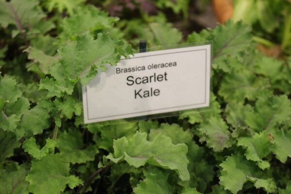 Kale - Scarlet - Baby Leaf - Image 2