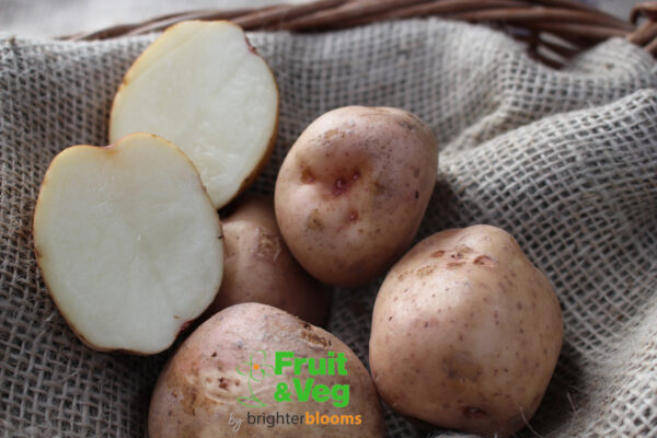 Seed Potato Kerrs Pink - Image 4