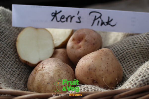 Seed Potato Kerrs Pink