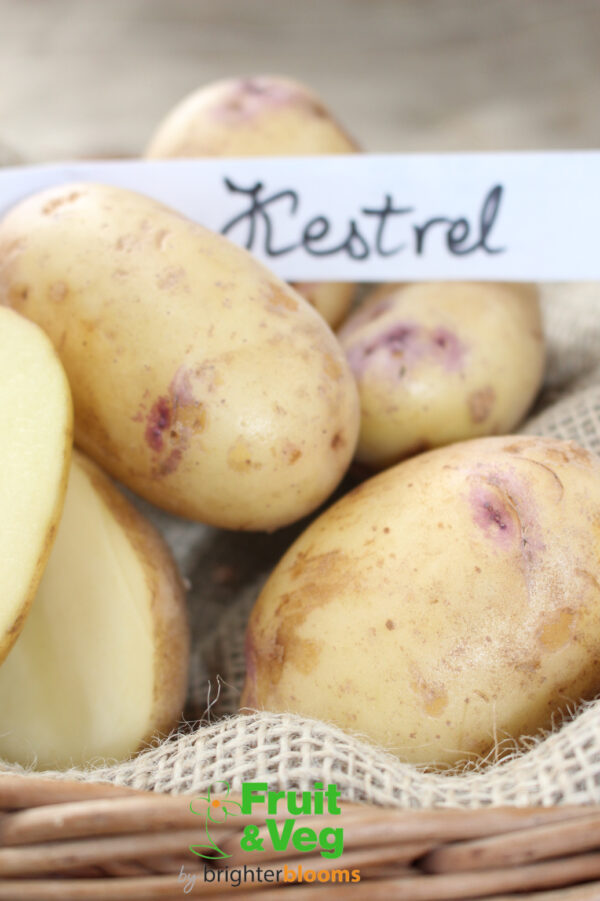 Seed Potato Kestrel - Image 3