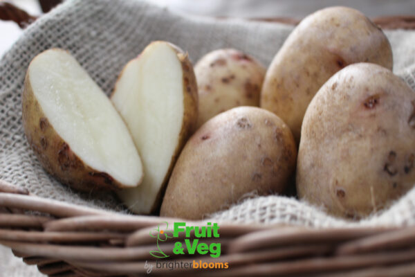 Seed Potato King Edward - Image 3