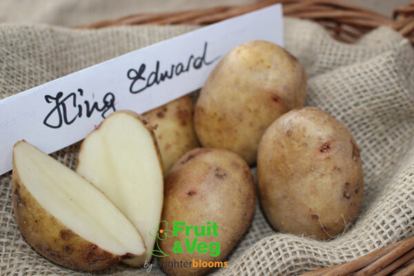 Seed Potato King Edward - Image 5