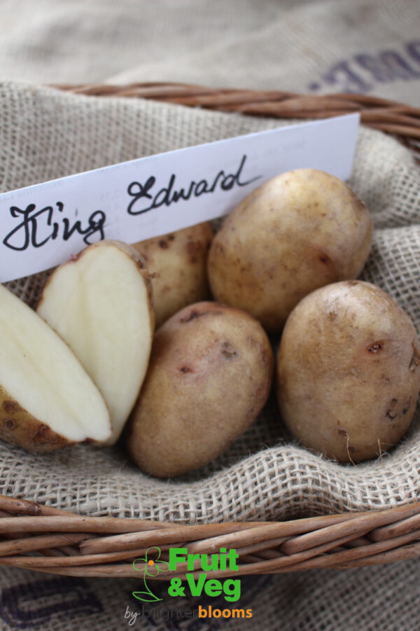 Seed Potato King Edward