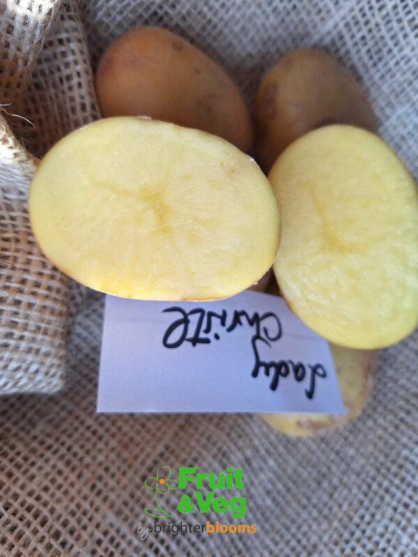 Seed Potato Lady Christl - Image 8