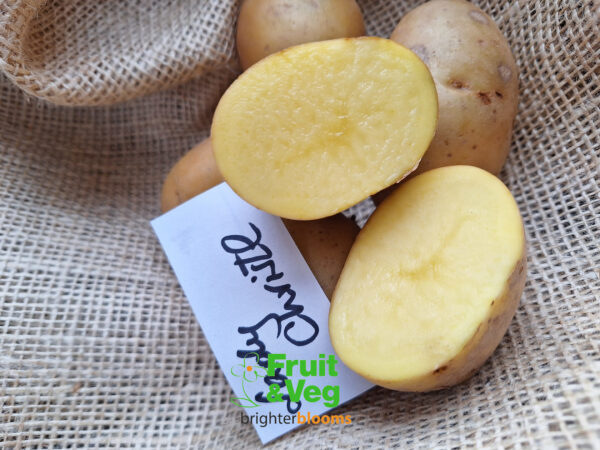 Seed Potato Lady Christl - Image 7