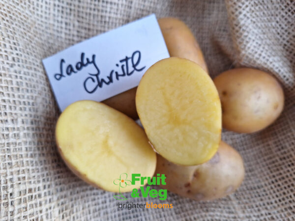 Seed Potato Lady Christl - Image 6