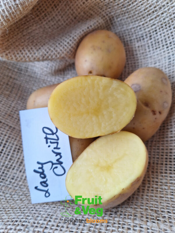 Seed Potato Lady Christl - Image 5