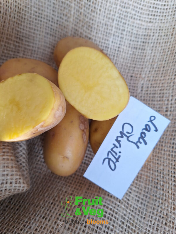 Seed Potato Lady Christl - Image 3