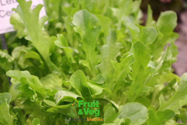 Lettuce Catalogna Cerbiatta - Baby Leaf