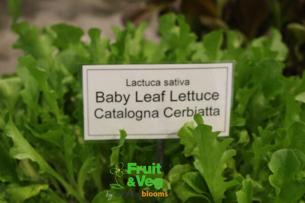 Lettuce Catalogna Cerbiatta - Baby Leaf - Image 2