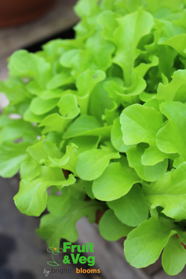 Lettuce Green Oak Leaf- Baby Leaf - Image 7