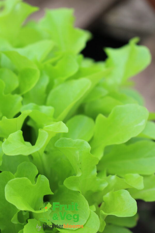 Lettuce Green Oak Leaf- Baby Leaf - Image 5