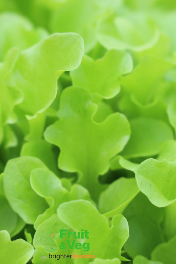 Lettuce Green Oak Leaf- Baby Leaf