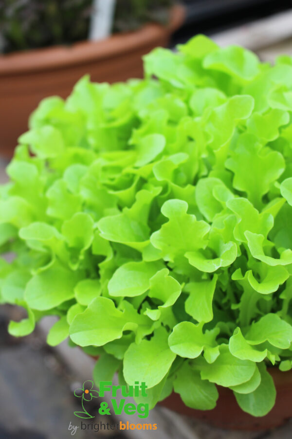 Lettuce Green Oak Leaf- Baby Leaf - Image 3