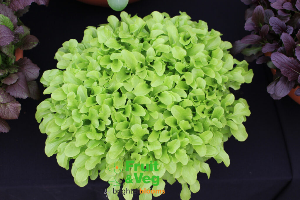 Lettuce Green Salad Bowl Grow Veg & Fruit by Brighter Blooms
