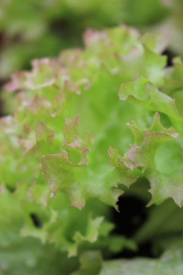 Lettuce Lollo Rossa