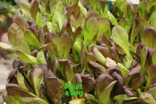 Lettuce Red Cos- Baby Leaf - Image 2