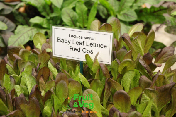 Lettuce Red Cos- Baby Leaf - Image 3