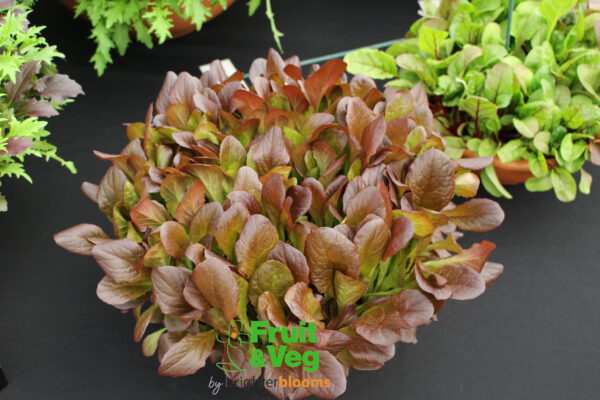 Lettuce Red Cos- Baby Leaf