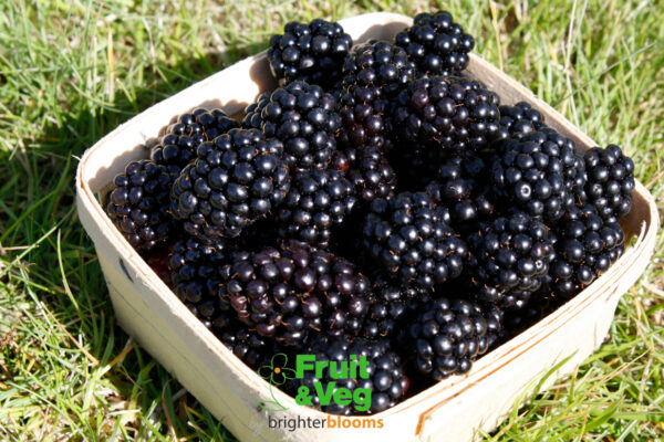 Blackberry Loch Ness - Image 2